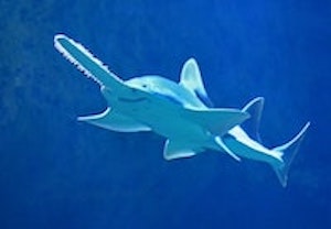 Saw shark